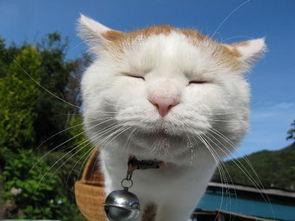 娱乐吃瓜酱猫兔子,揭秘猫兔子背后的趣味故事